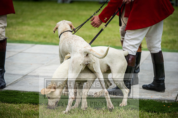 Builth Hound Show 2016-188