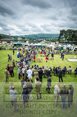 Builth Hound Show 2016-88