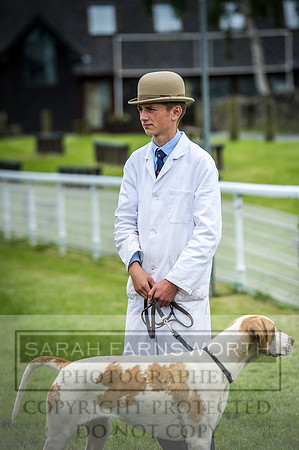 Builth Hound Show 2016-185