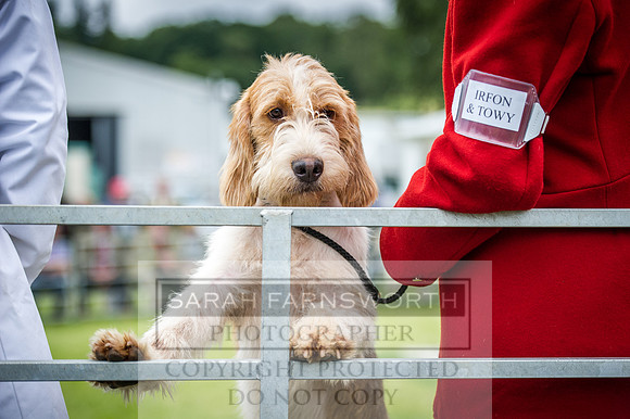 Builth Hound Show 2016-145