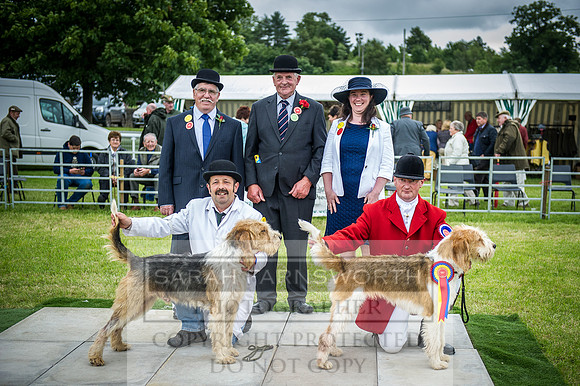 Builth Hound Show 2016-249