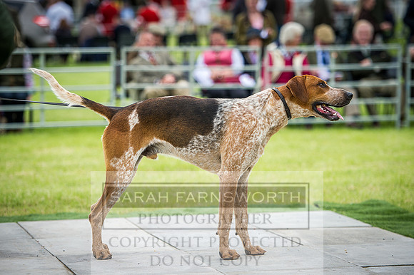Builth Hound Show 2016-47