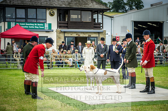 Builth Hound Show 2016-267