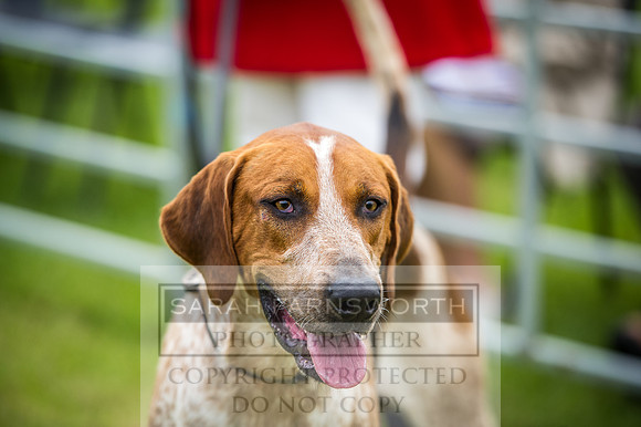 Builth Hound Show 2016-15