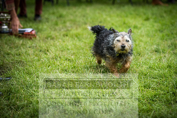 Builth Hound Show 2016-288