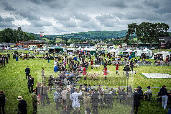 Builth Hound Show 2016-87