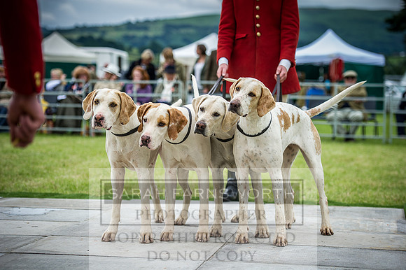 Builth Hound Show 2016-225