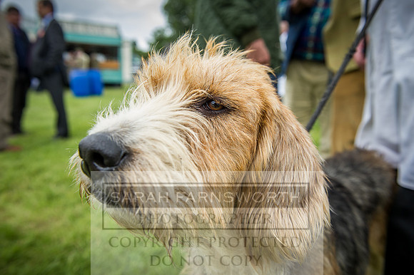 Builth Hound Show 2016-196