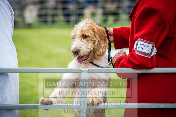 Builth Hound Show 2016-146