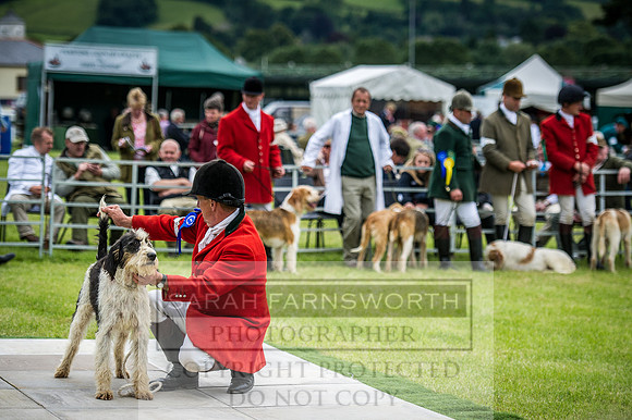 Builth Hound Show 2016-137