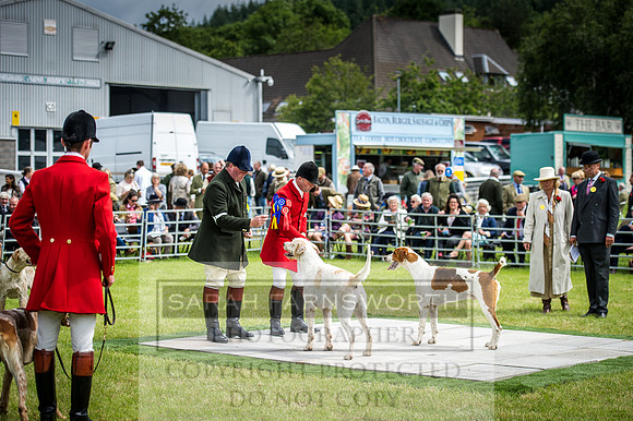 Builth Hound Show 2016-68