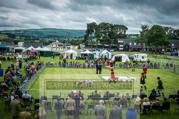 Builth Hound Show 2016-222