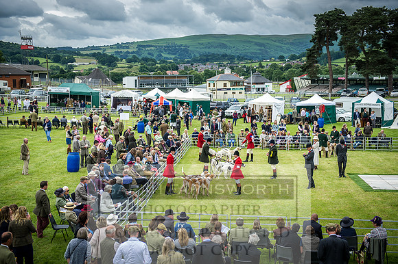 Builth Hound Show 2016-90