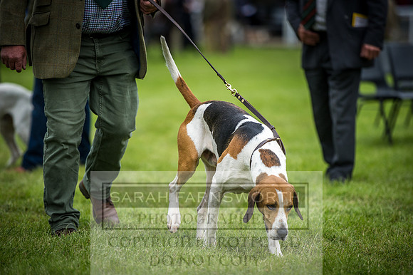 Builth Hound Show 2016-31