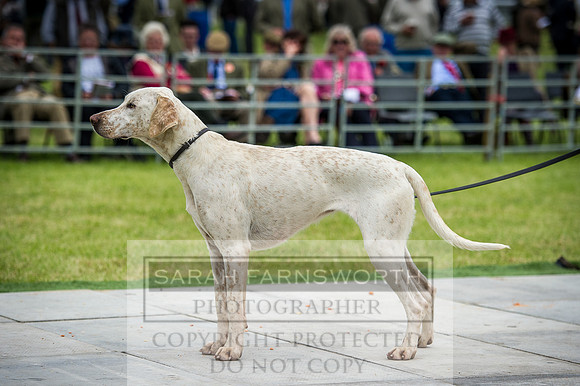 Builth Hound Show 2016-189