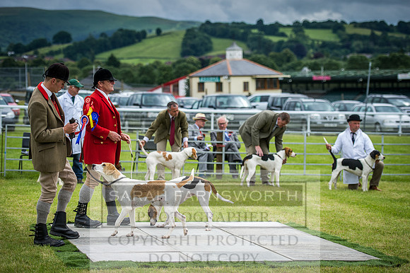 Builth Hound Show 2016-175