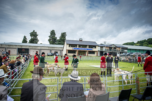 Builth Hound Show 2016-59