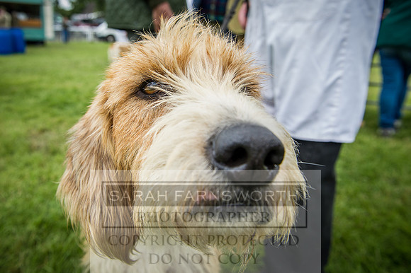 Builth Hound Show 2016-195