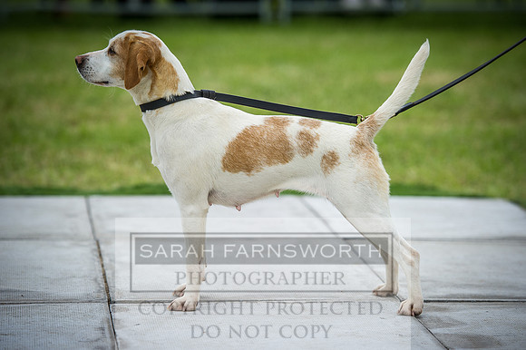 Builth Hound Show 2016-229