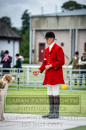 Builth Hound Show 2016-5