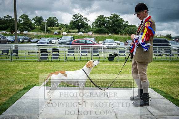 Builth Hound Show 2016-203