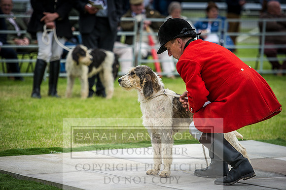 Builth Hound Show 2016-135