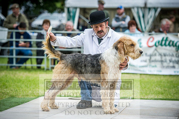 Builth Hound Show 2016-243