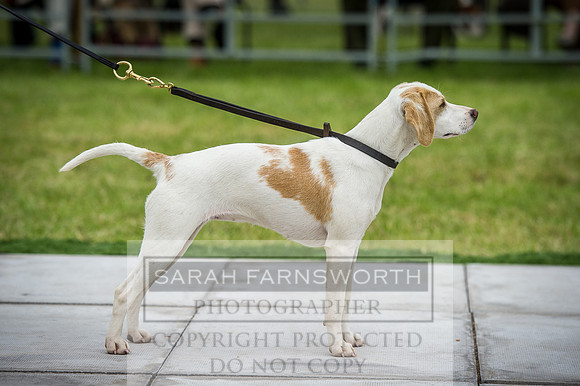 Builth Hound Show 2016-192