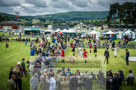 Builth Hound Show 2016-91
