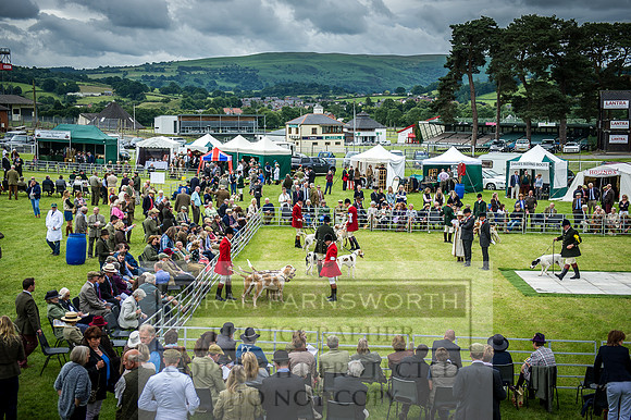 Builth Hound Show 2016-89