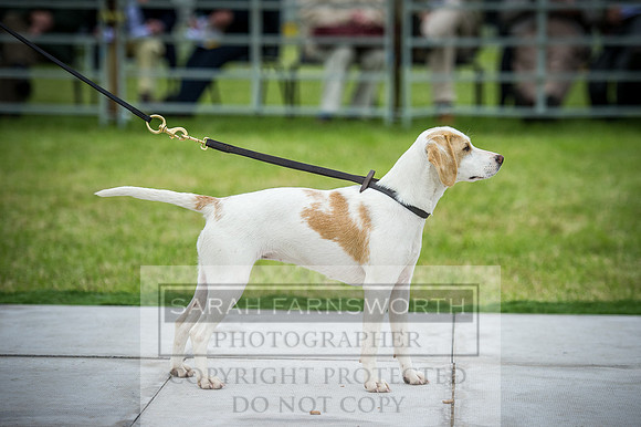 Builth Hound Show 2016-234