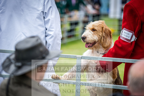 Builth Hound Show 2016-141