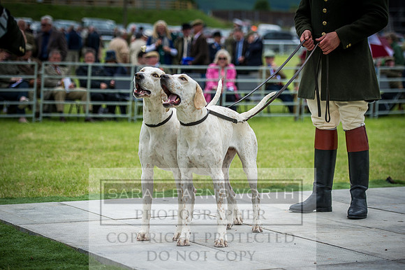 Builth Hound Show 2016-215