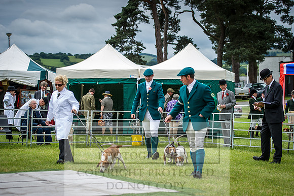 Builth Hound Show 2016-78