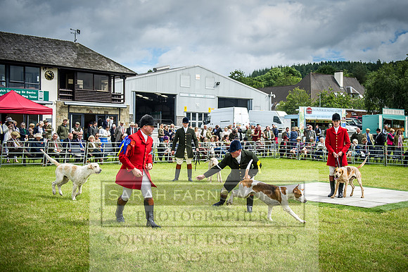 Builth Hound Show 2016-65
