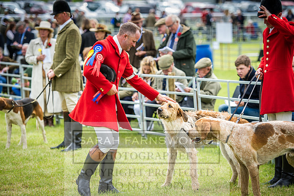 Builth Hound Show 2016-52