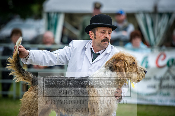 Builth Hound Show 2016-242