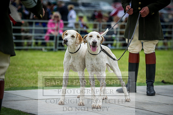 Builth Hound Show 2016-214