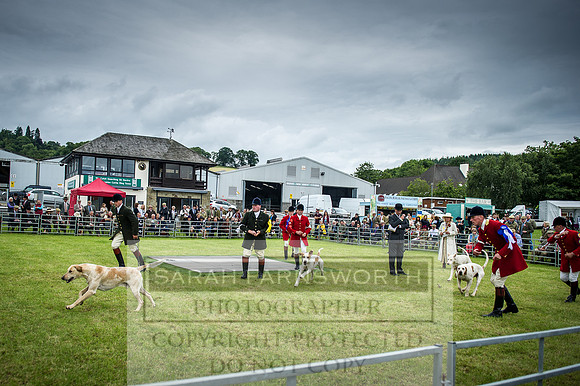 Builth Hound Show 2016-106