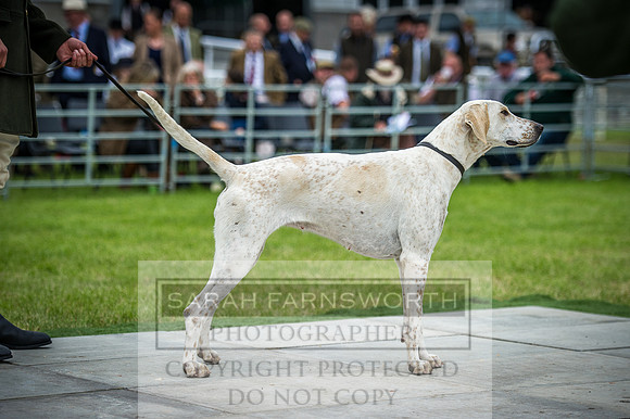 Builth Hound Show 2016-263
