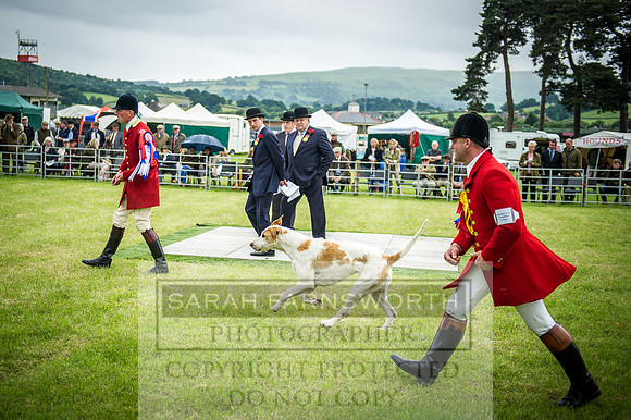 Builth Hound Show 2016-255