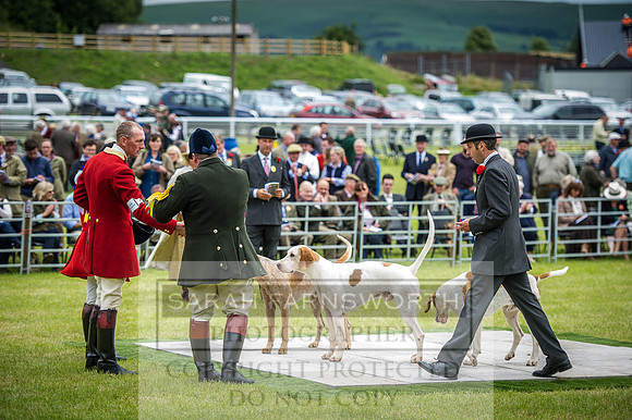 Builth Hound Show 2016-128