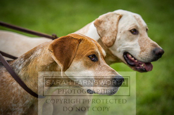 Builth Hound Show 2016-202