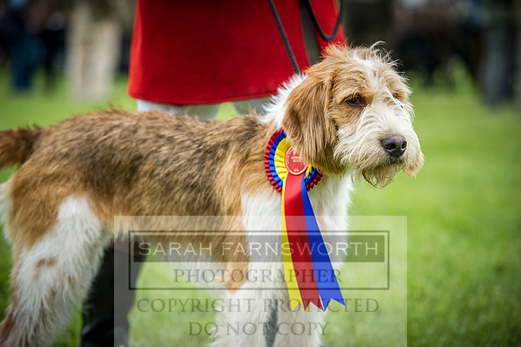 Builth Hound Show 2016-251