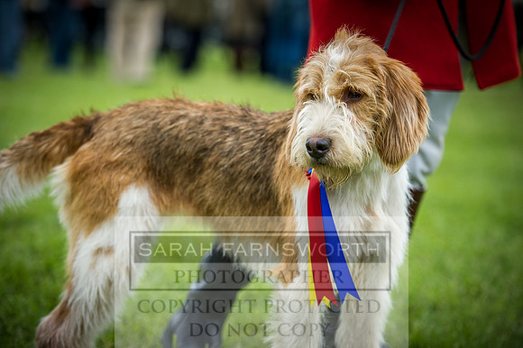 Builth Hound Show 2016-252