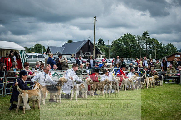 Builth Hound Show 2016-198