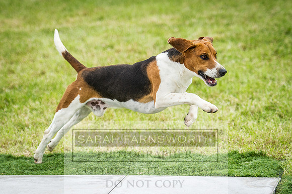 Builth Hound Show 2016-124
