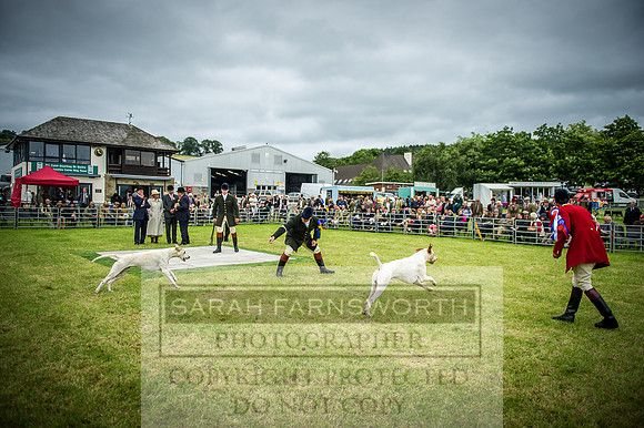Builth Hound Show 2016-265