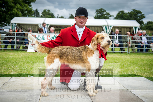 Builth Hound Show 2016-156