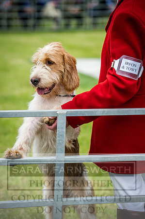 Builth Hound Show 2016-143
